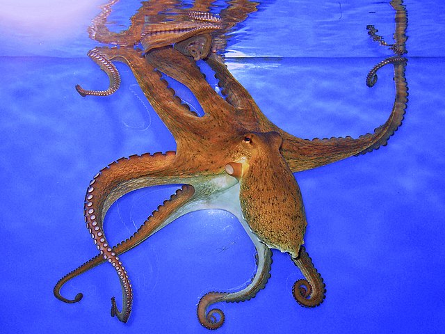 WHAT DO OCTOPUS EAT